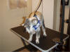 Your pet will be pampered while being groomed.  Our professional groomer, Christy has years of experience.