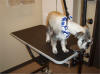 Your pet will be pampered while being groomed.  Our professional groomer, Christy has years of experience.